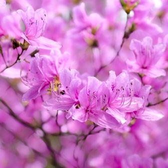 iPhoneはこれが限界📸