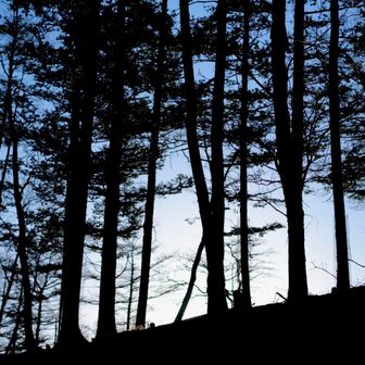 ここのおくに富士山が待ってました