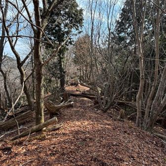 往路を引き返す

いつか 本物のシマエナガに会ってみたいな