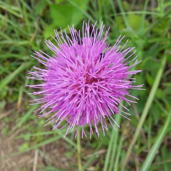 ペンギン  （大阪）