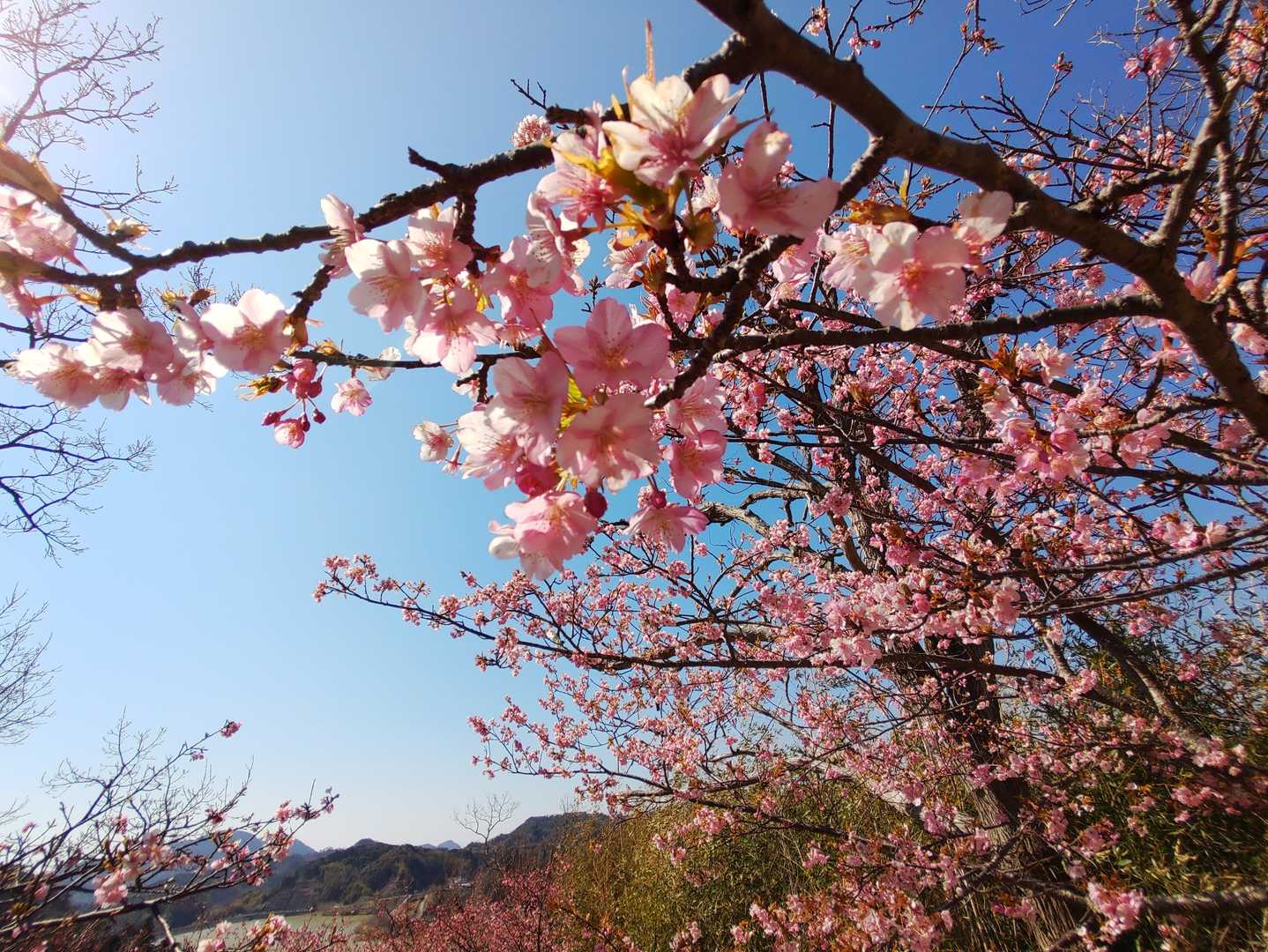 🌸♪