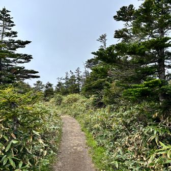 登山道