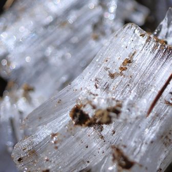 霜柱軍団
ザクザク感が好き