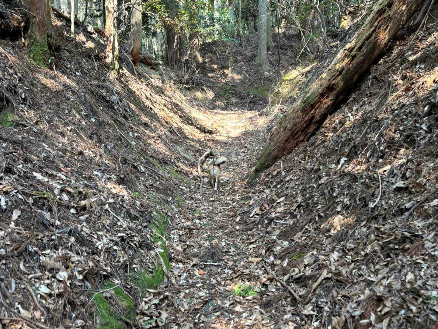 白猪山 周回コースの写真