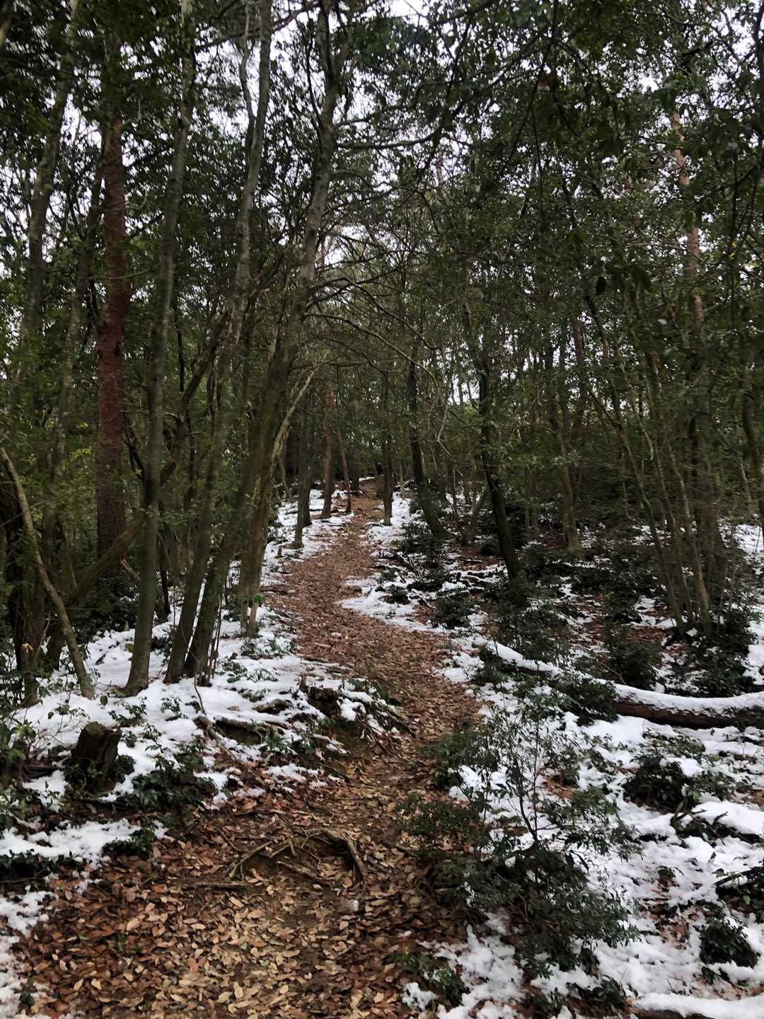 羽沢 往復コースの写真