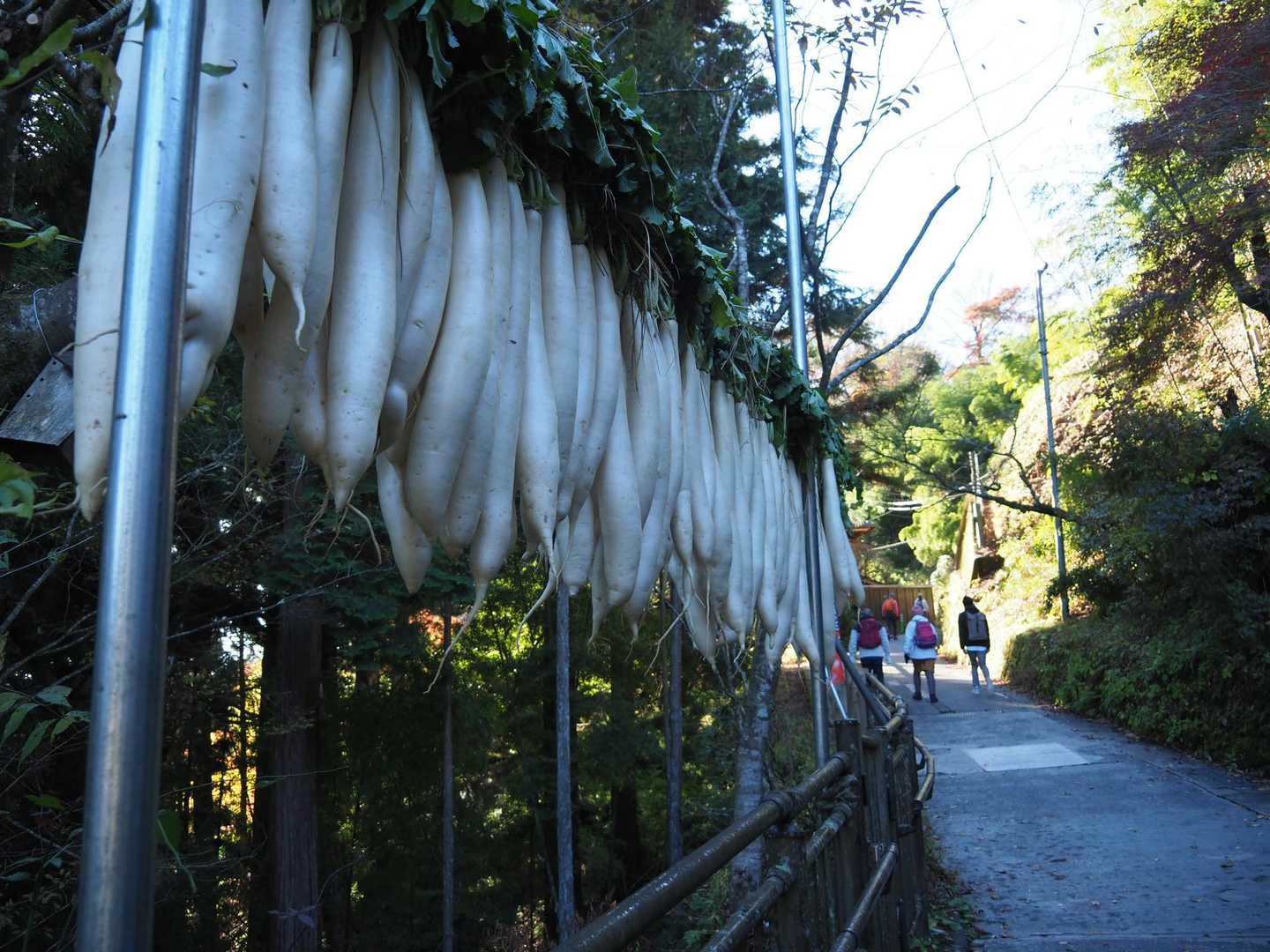 宿坊と割烹で大根を干してました😋　来年の料理で提供されるのですね😋　大根の漬物、大好きです🤩
