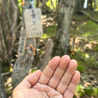 宝生山山頂にぶらさがり虫