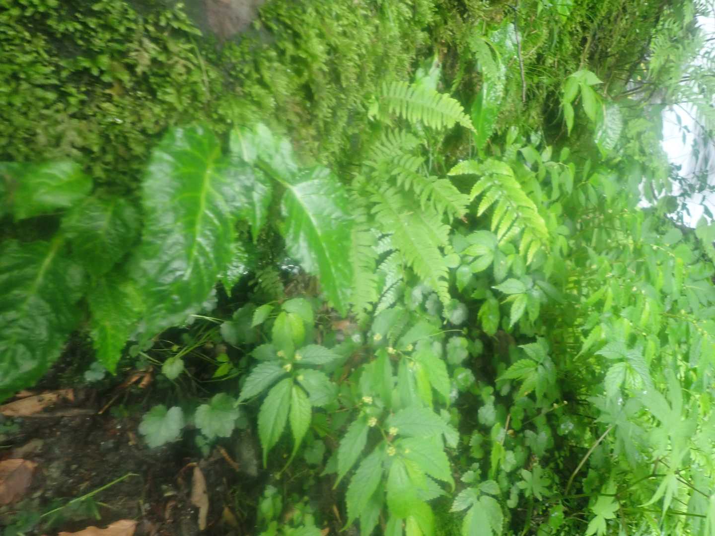 食べられる山野草がいっぱいだ。食べんけど
