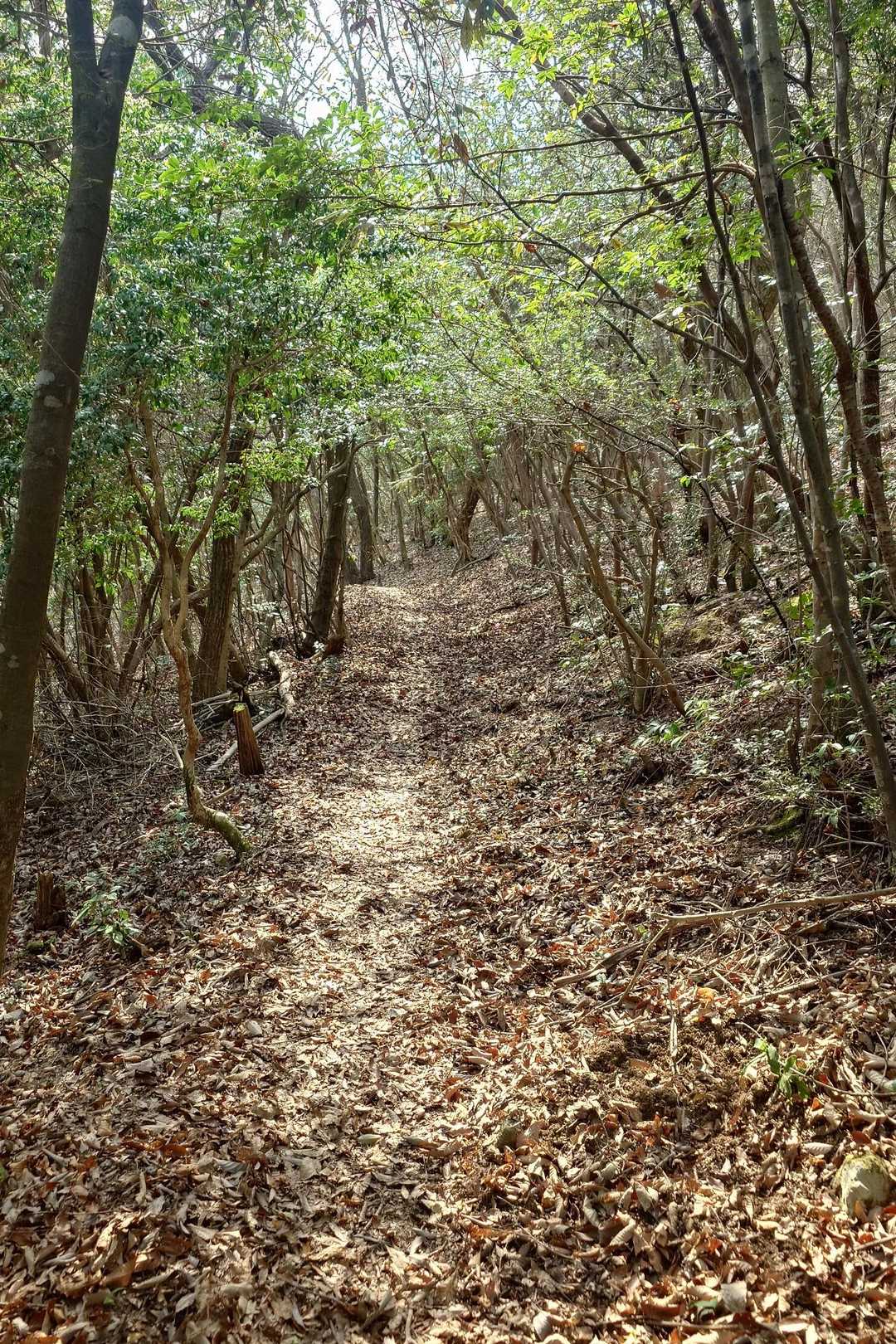 🌲トンネル