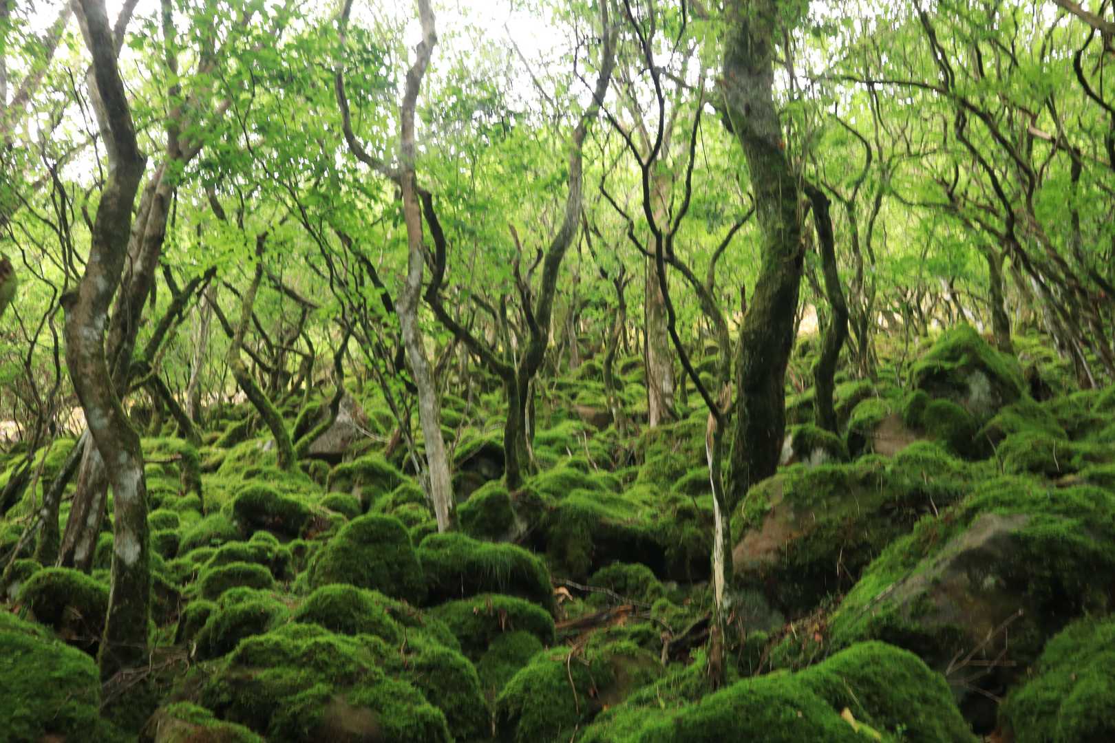 大洞山-大洞山-四ノ峰 周回コースの写真