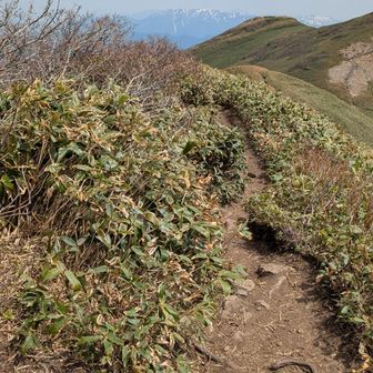 右上に仙ノ倉山頂