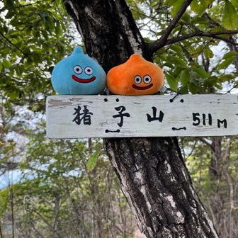 猪子山　山頂