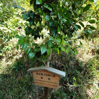 大島椿は散っておりました。