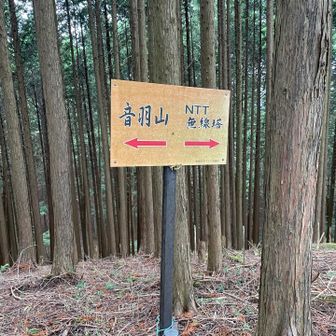 ピストンせずに多武峰、談山神社方面や大宇陀の又兵衛桜方面に抜けるのもありかも。
(車取りに戻るのが大変ですが､､､)