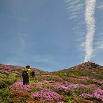 MK🌸咲くピンクの山は十二分に楽しめました。