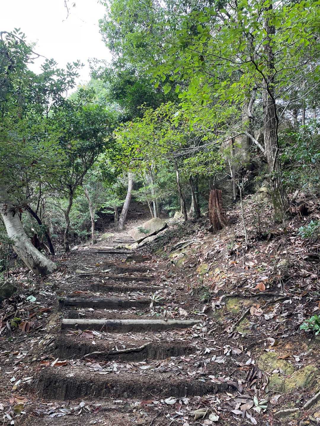 権現山-鳥越峠-阿武山 往復コースの写真