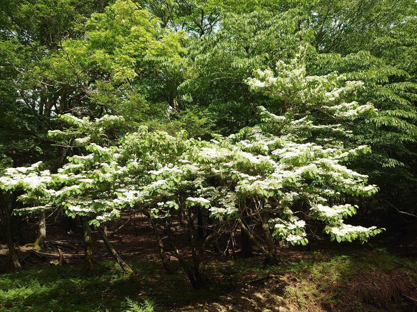 遠くからひときわ目立った🌳