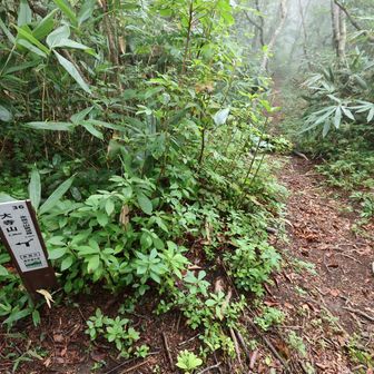 赤祖父山への分岐