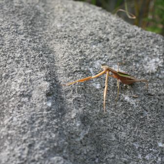 カマキリ