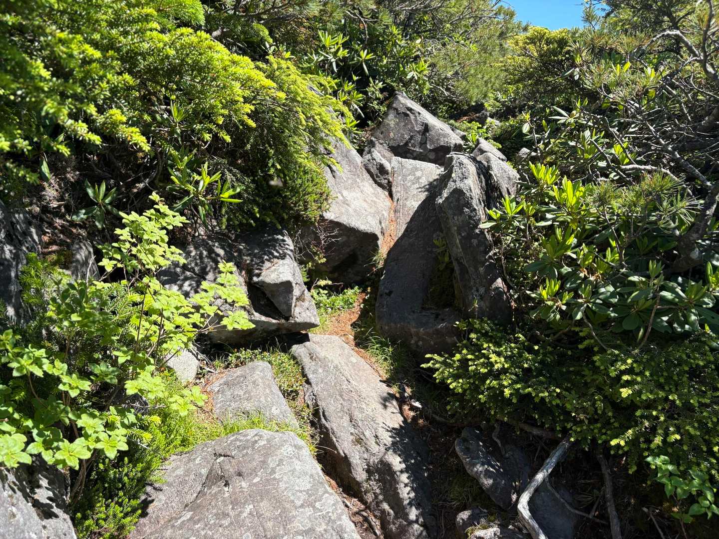 Ⅲ峰までは、緩やかなアップダウン
両手、使いながら