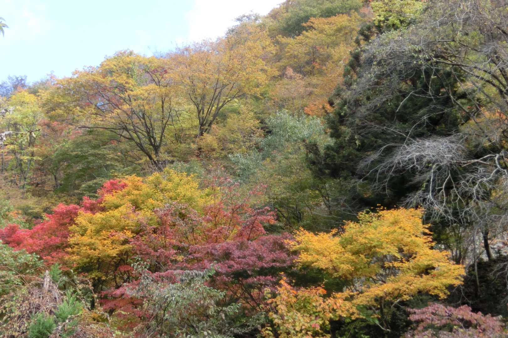 貝月山 往復コースの写真