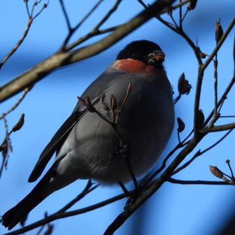 中ノ棒山の山頂標識を撮っていたら、後ろの木にウソちゃんがいた（1羽）。全く逃げないので撮り放題