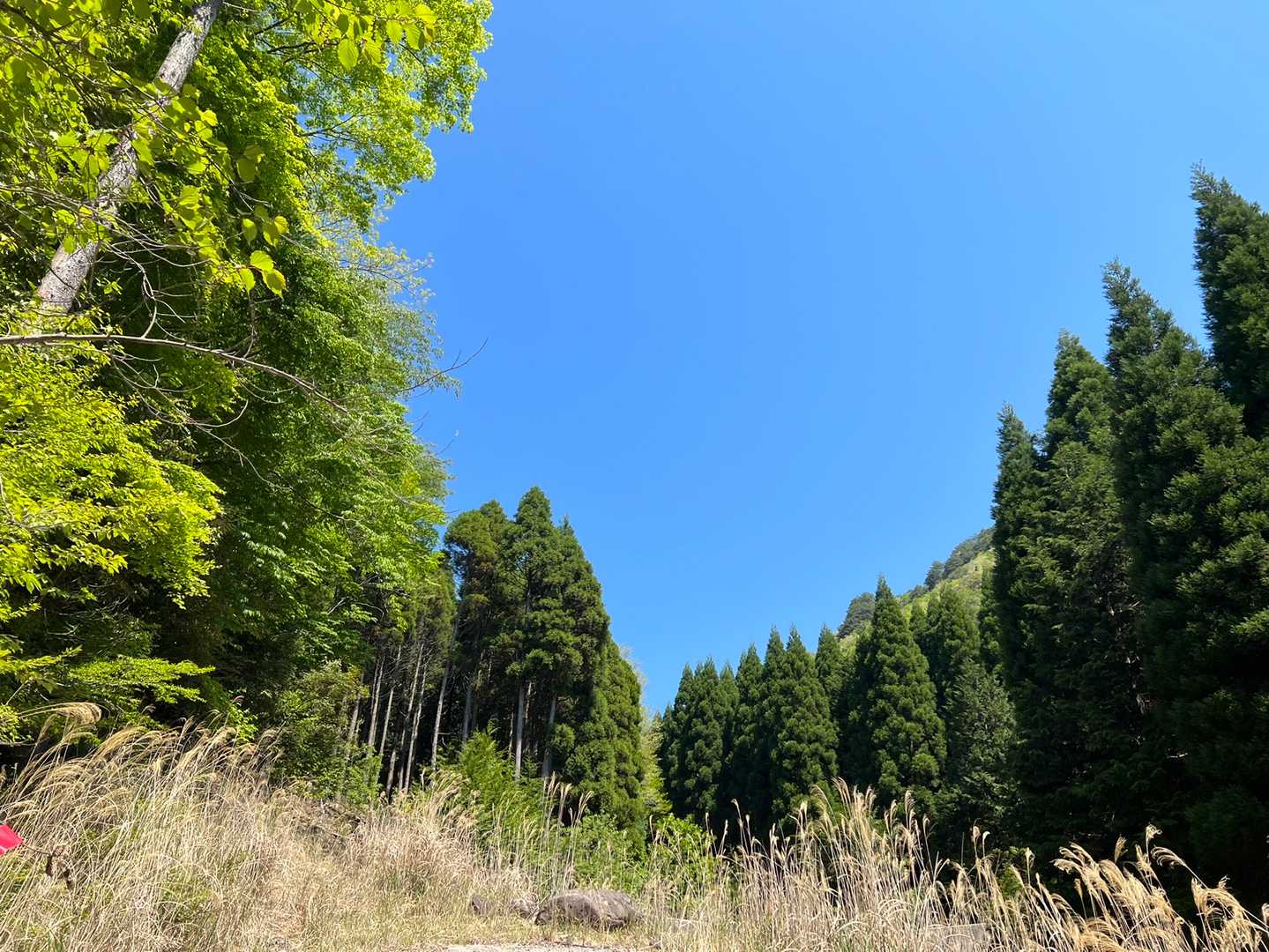 空の青が綺麗🥰

直射日光がキツいので早く樹林帯に入りたいんだけど😅