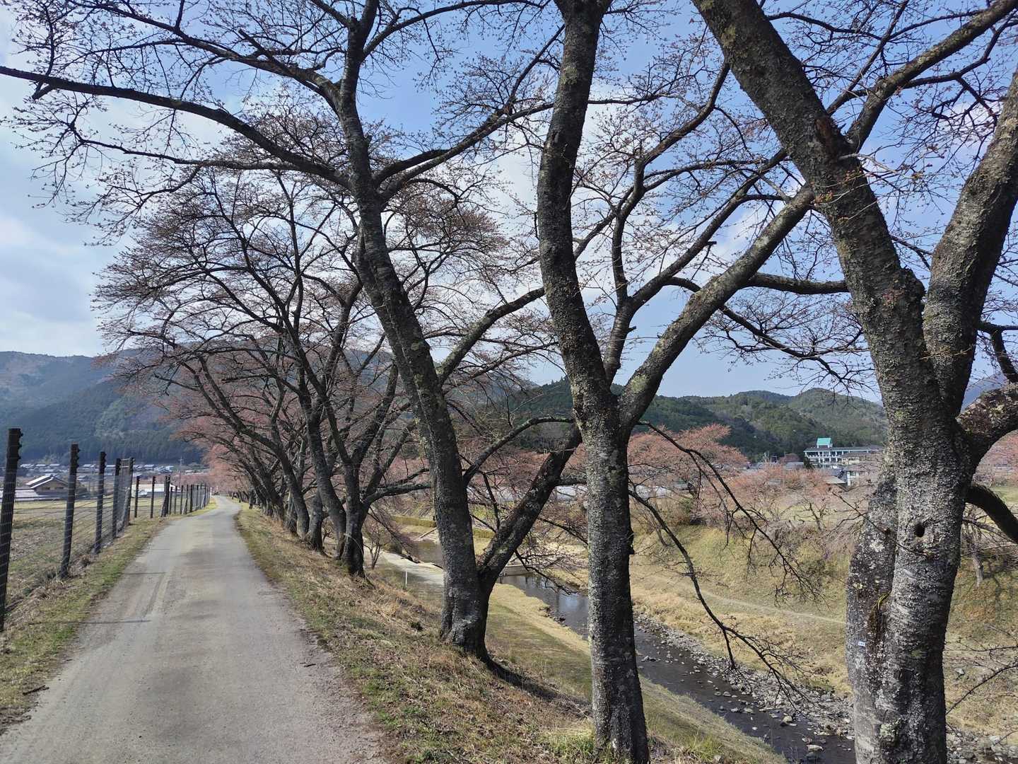 帰りは迷うことなく下山できました
千本桜を見ながら駐車場に戻ります