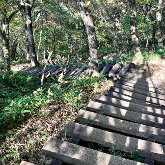 小沼🅿️への分岐手前にある階段が峠から長七郎山間で一番急登だと思います。(撮影は復路時に上から)
