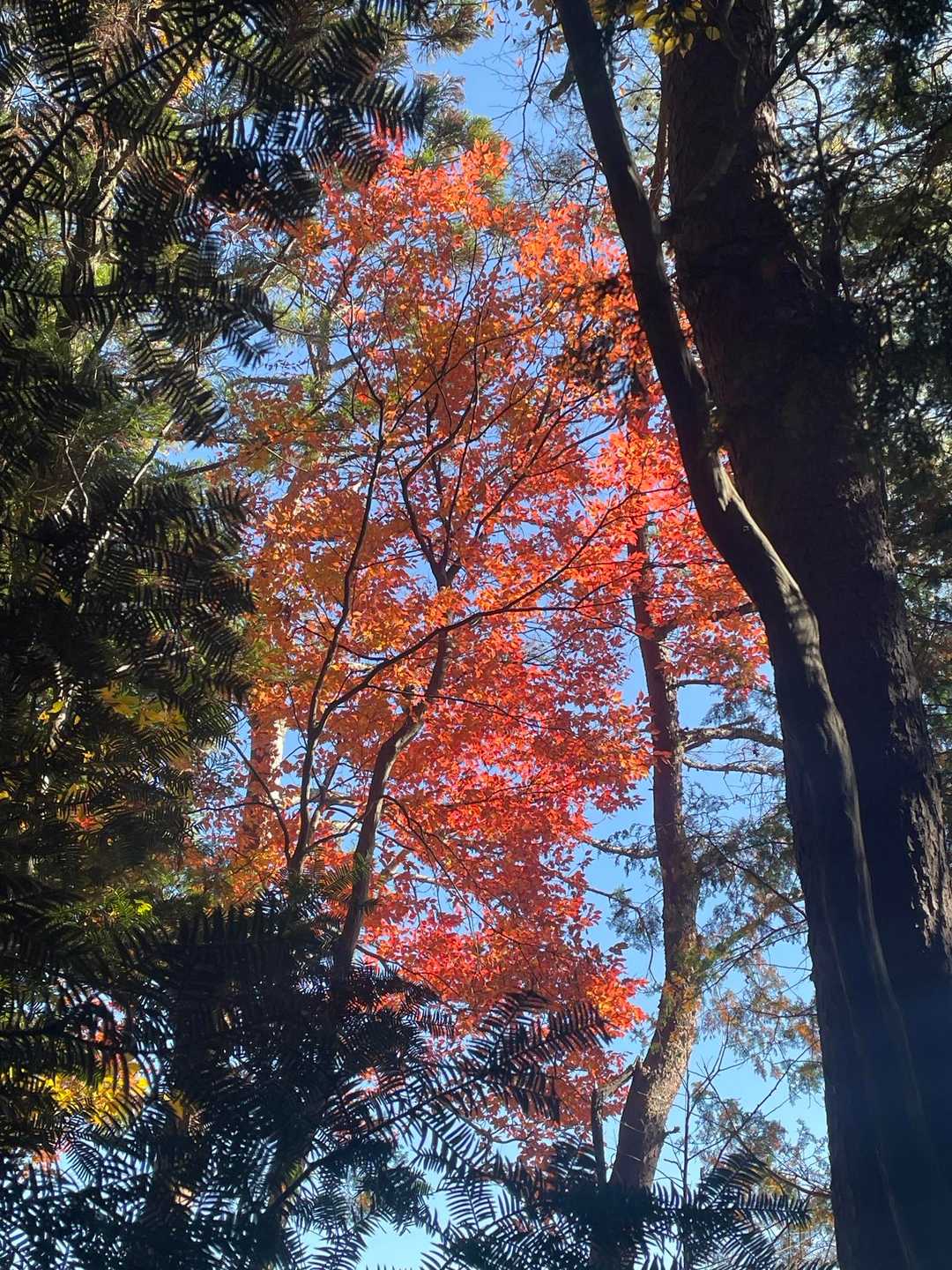 おかめ山西峰-荷鞍山-地蔵 往復コースの写真