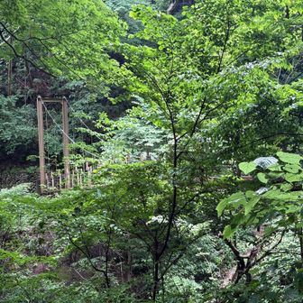 4号路の吊り橋も茂った木々に囲まれていい感じです