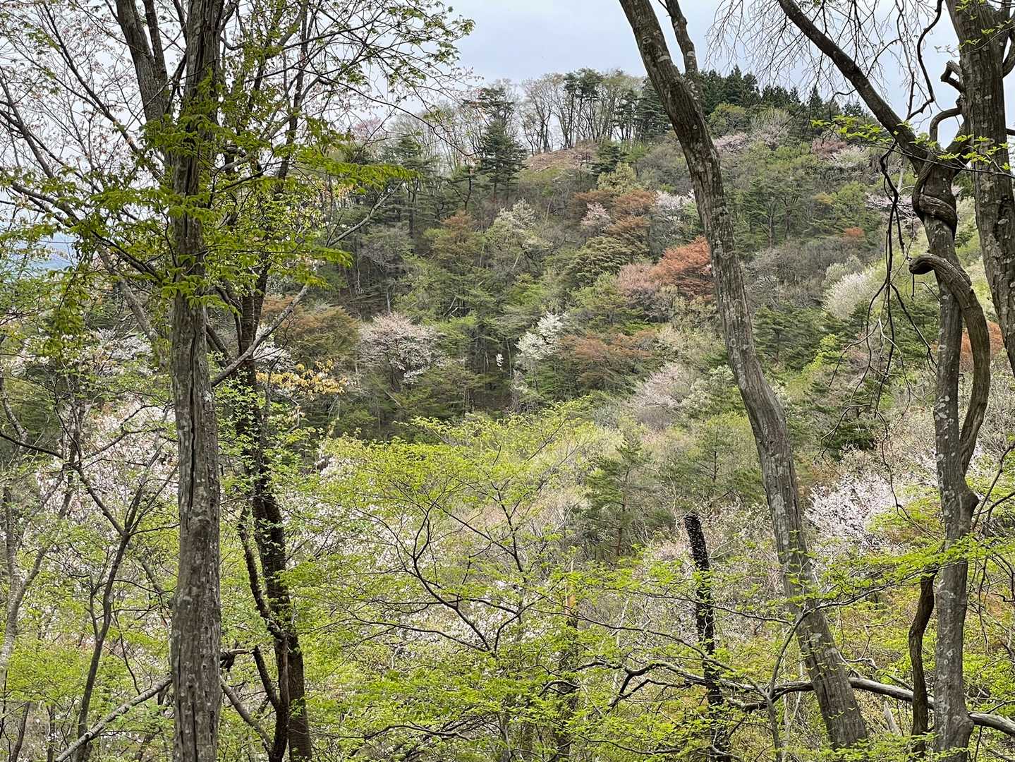 向かう天狗山👺（のはず）
新緑と山桜🌸
柔らかな色