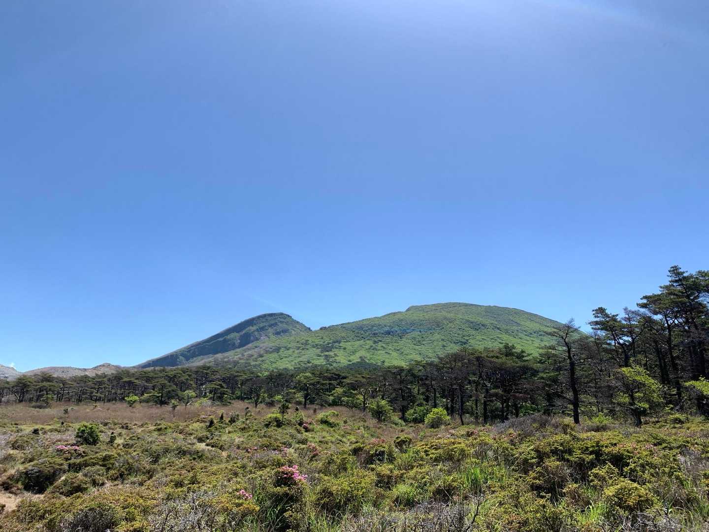 つつじヶ丘も深山霧島🌸はこれからですね
登山道間違えて周回してた💦😅