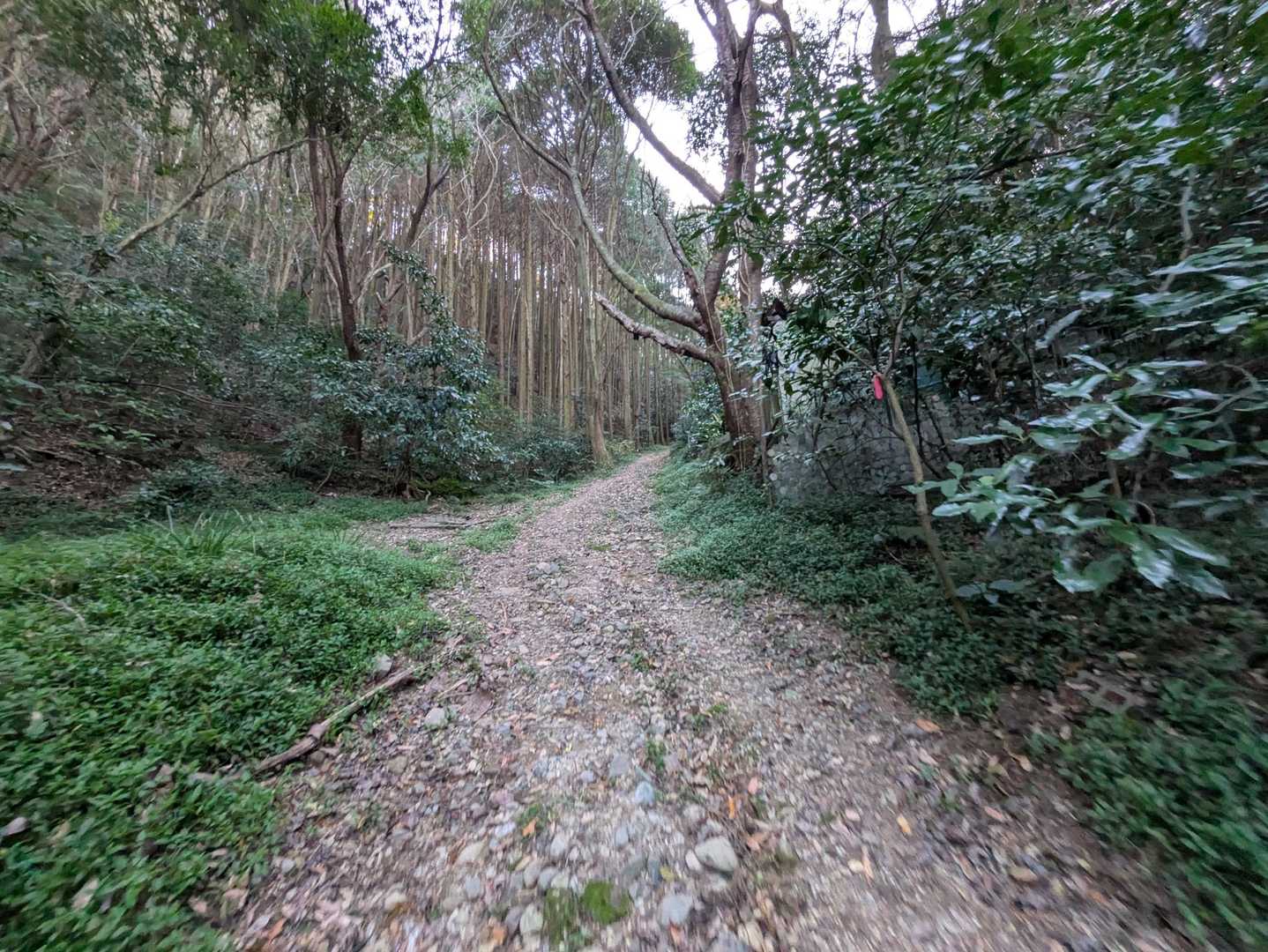 有度山登り口-有度山-日本平 往復コースの写真