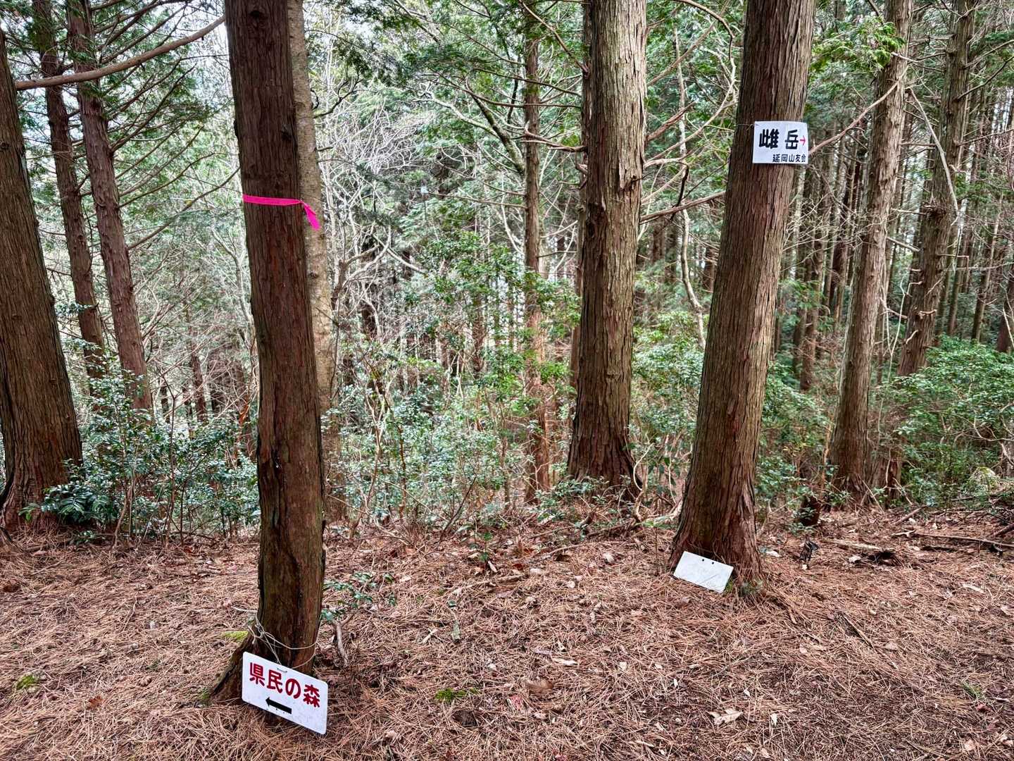 分岐、県民の森へ