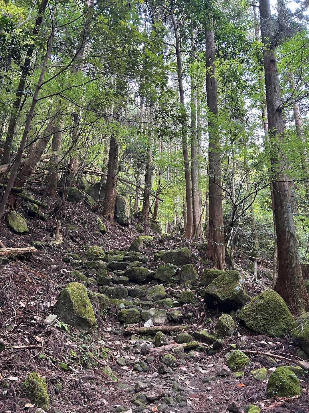 雰囲気の良い道です😆

ここはまだ元気