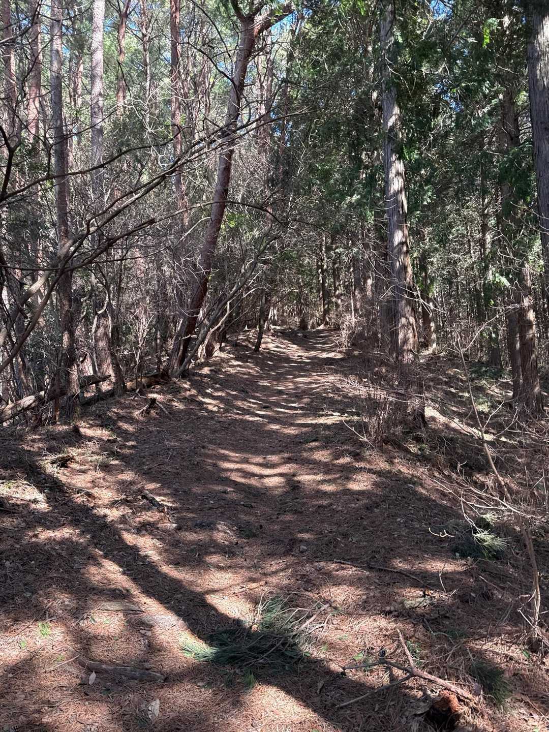 相栗峠-鷹林山-竜王山 往復コースの写真