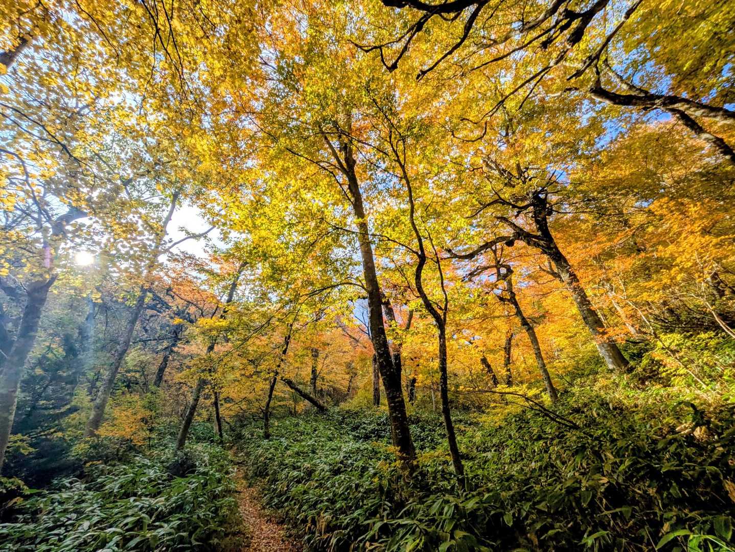 川床登山口-甲ヶ山-矢筈ヶ山-大休峠 周回コースの写真