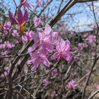 アカヤシオが美しい！