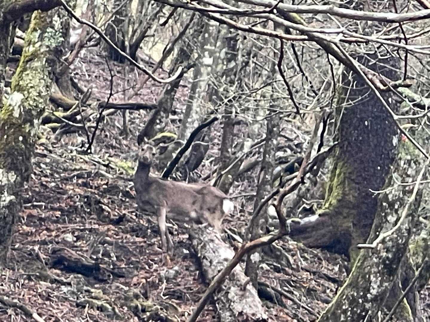 鹿さん🦌