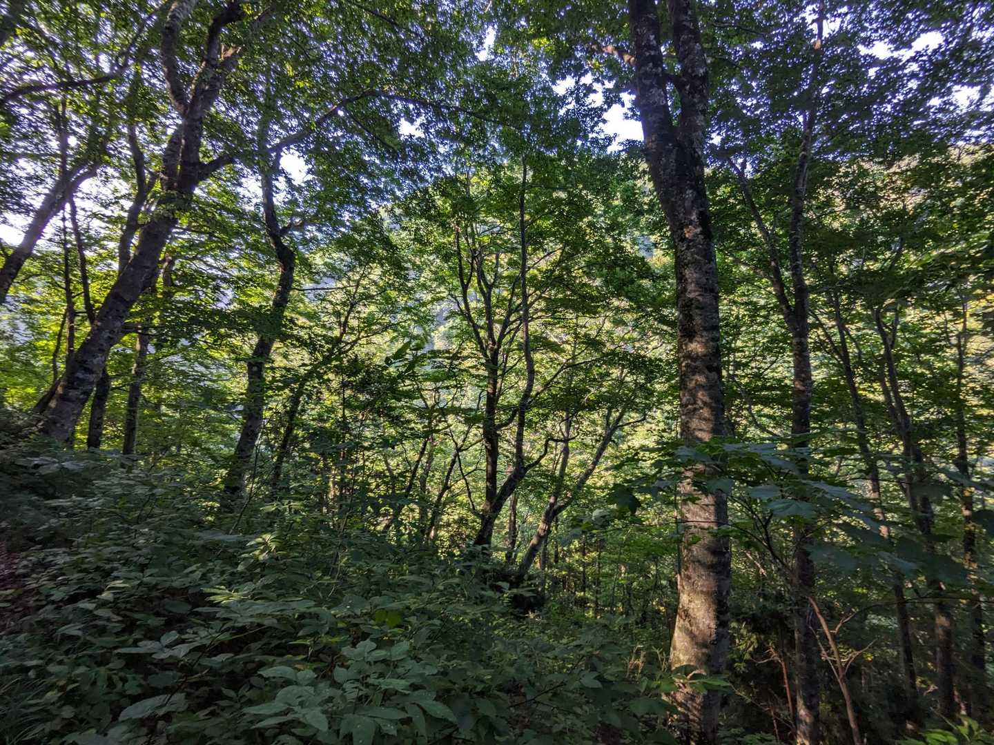 日差しが入ってきた森