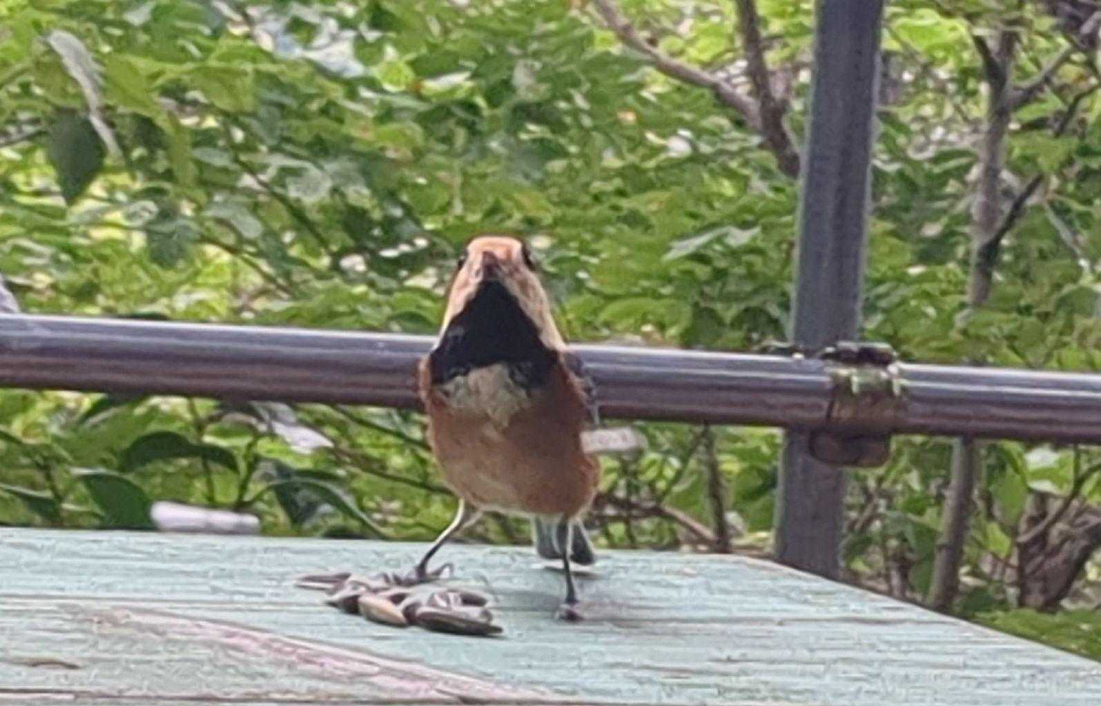 ヤマガラさん