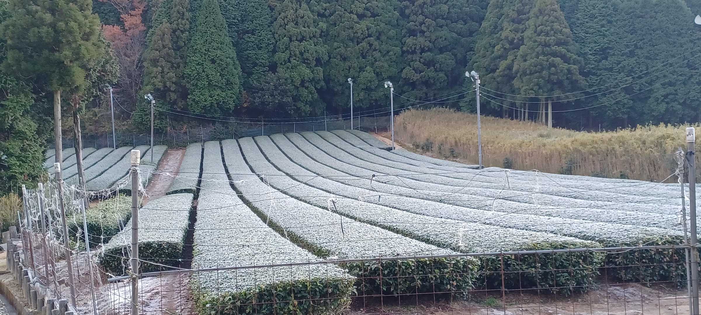 茶畑に霜