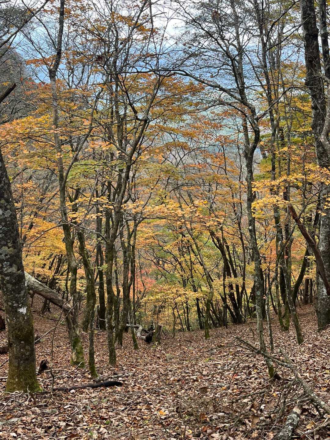 今年は黄色い紅葉が多い気がする…