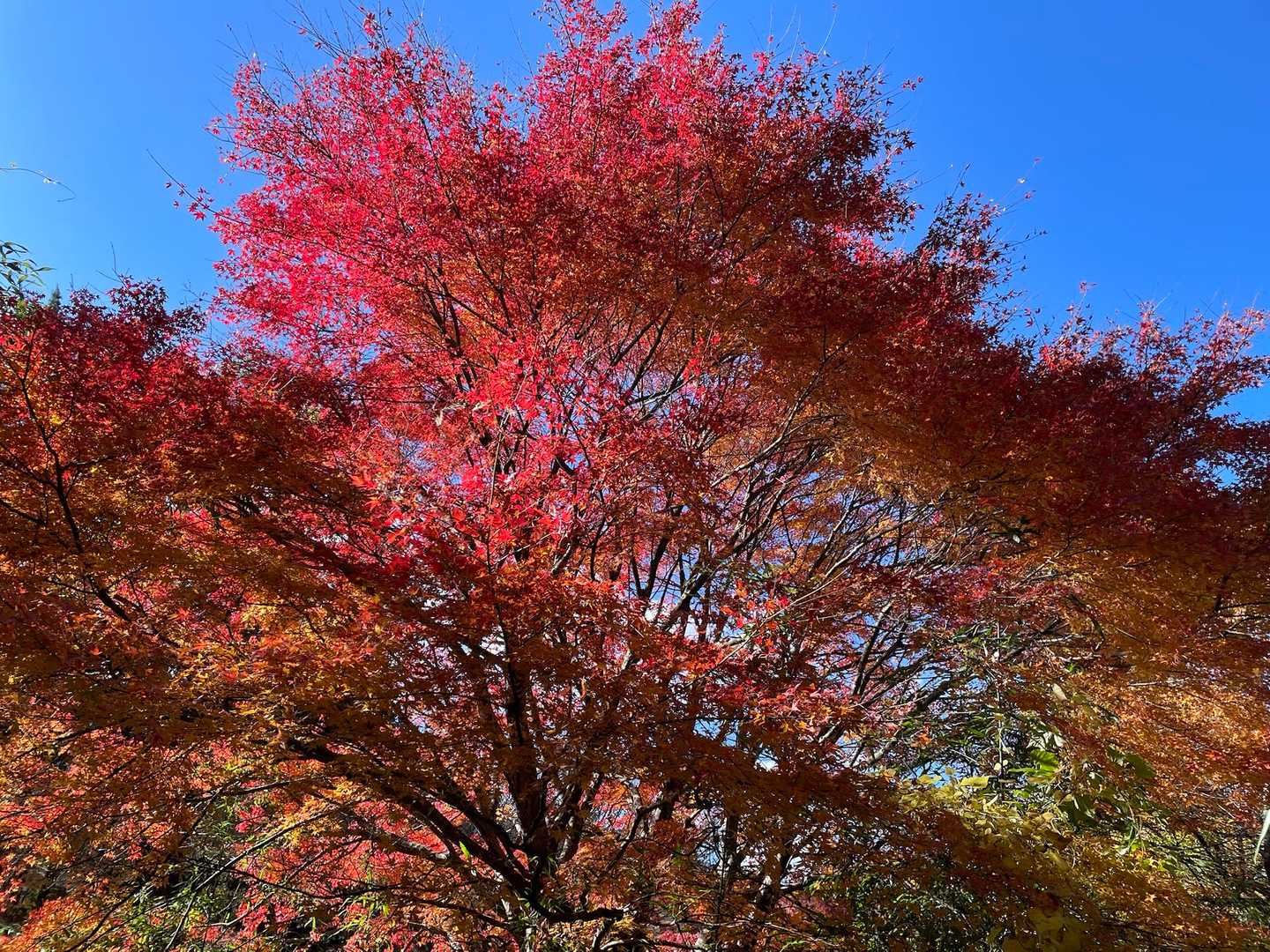 公時神社登山口-金時山-矢倉沢峠-明神ヶ岳-宮城野 縦走コースの写真