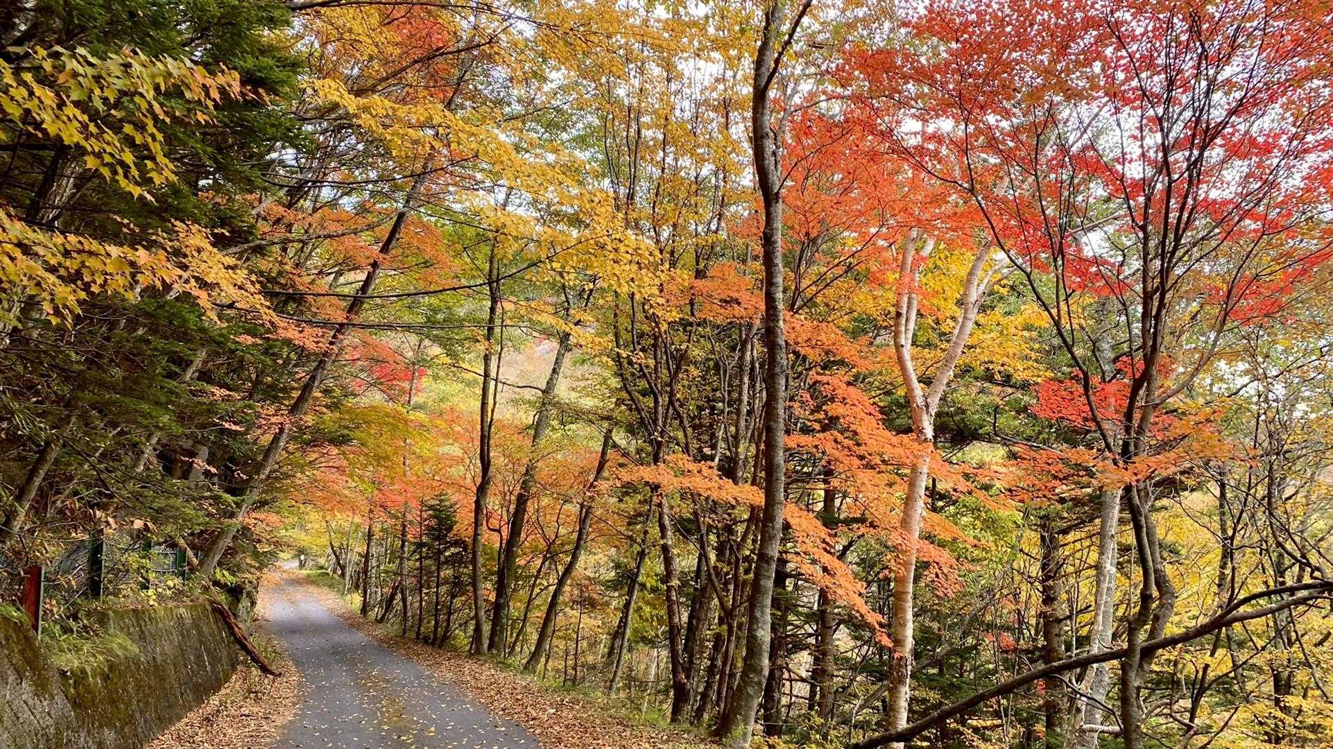 梵字飯場跡-太郎山 往復コースの写真
