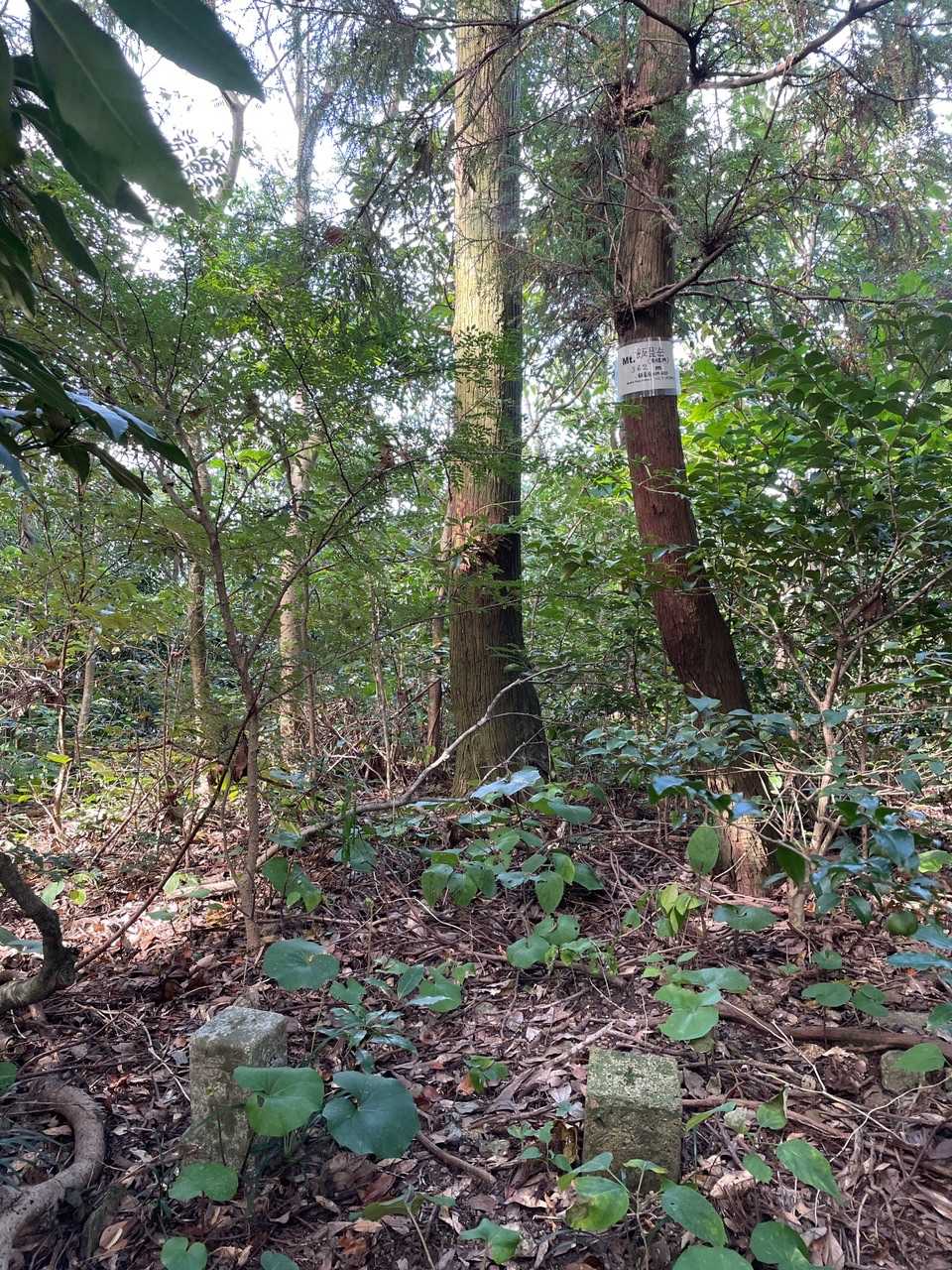 何と山頂には、期待していなかった山頂標識と三角点のセットがあるじゃないですか😳
これは嬉しかったですね〜😆
遠かったですけど、苦労が報われました😭
イェイッ‼️