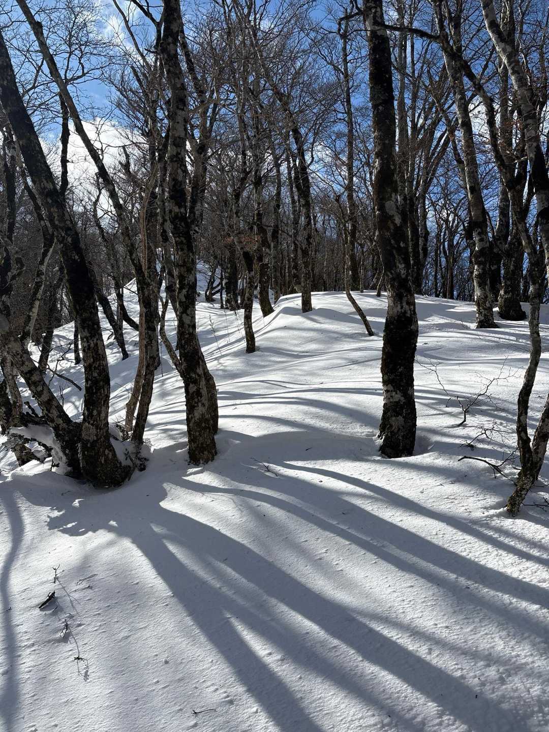 スノーシューがあったら楽しかっただろう☃️