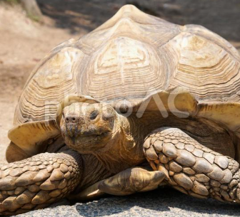 のろがめランナー