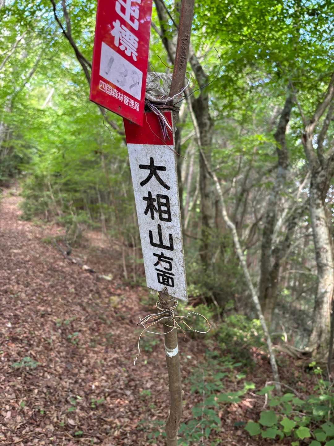 ここが分岐
大相山まで5分